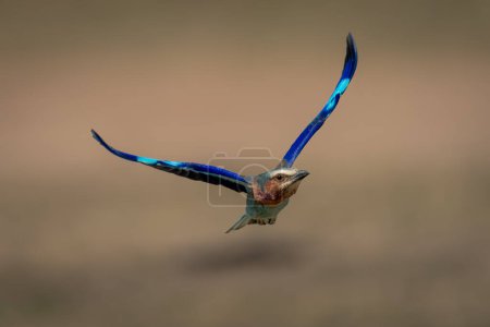 Photo for Lilac-breasted roller lifts wings flying over grassland - Royalty Free Image