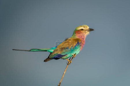 Lilac-breasted roller lifting tail on thin branch