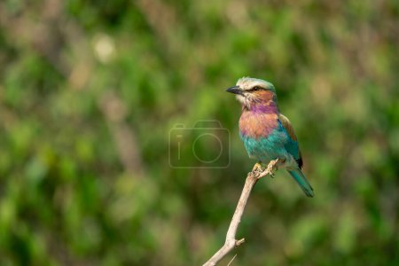 Photo for Lilac-breasted roller on dead branch eyes camera - Royalty Free Image