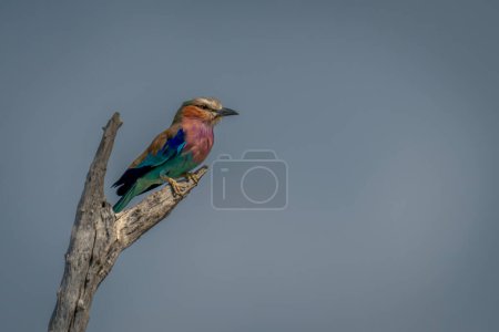 Photo for Lilac-breasted roller on dead twig with catchlight - Royalty Free Image