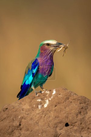 Photo for Lilac-breasted roller on termite mound eats insect - Royalty Free Image