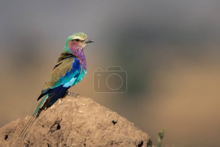 Photo for Lilac-breasted roller on termite mound in profile - Royalty Free Image