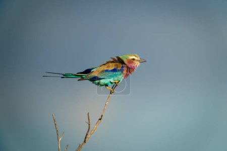 Photo for Lilac-breasted roller on thin twig looking right - Royalty Free Image