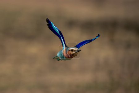 Lilac-breasted roller raises wings flying over savannah