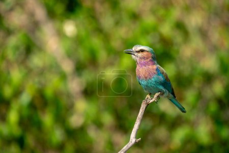 Lilac-breasted roller opens beak on dead branch