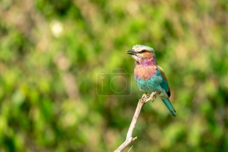 Photo for Lilac-breasted roller on twig with open beak - Royalty Free Image