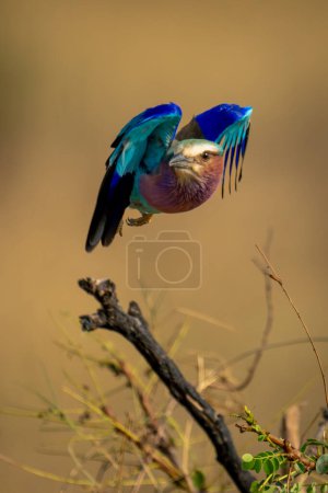 Lilac-breasted roller takes off from dead twig