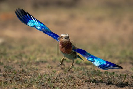 Lilac-breasted roller spreads wings to take off