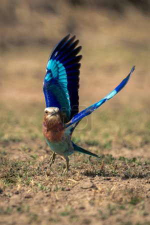 Photo for Lilac-breasted roller takes off from grassy plain - Royalty Free Image