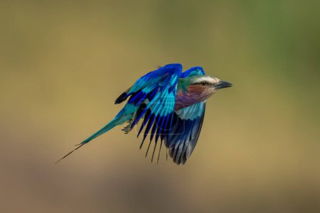 Photo for Lilac-breasted roller with catchlight flies over boulder - Royalty Free Image