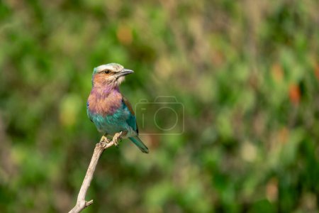 Lilac-breasted roller watches camera from thin twig