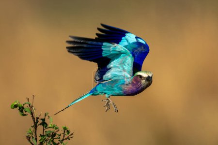 Photo for Lilac-breasted roller with catchlight flying from bush - Royalty Free Image