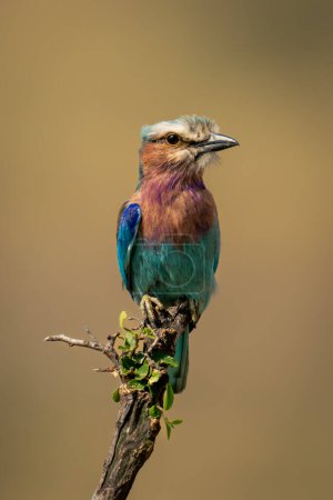 Photo for Lilac-breasted roller with catchlight on diagonal twig - Royalty Free Image