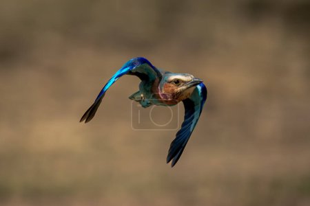 Photo for Lilac-breasted roller with catchlight tucks in wings - Royalty Free Image