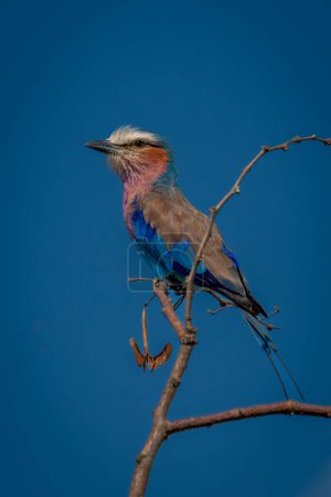 Photo for Lilac-breasted roller with catchlight under blue sky - Royalty Free Image