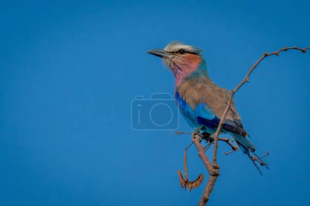 Photo for Lilac-breasted roller with catchlight on thin twig - Royalty Free Image