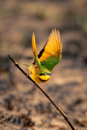 Little bee-eater takes off from diagonal branch