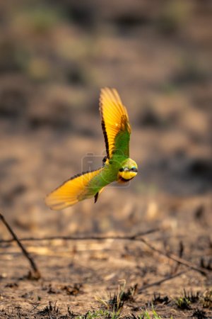 Little bee-eater flies towards camera near ground