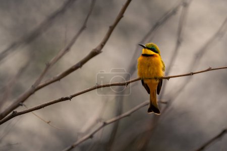 Little bee-eater on thin branch of bush
