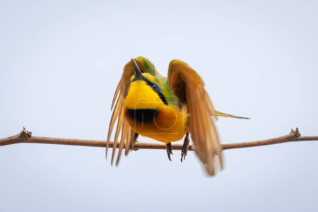 Little bee-eater takes off from thin twig