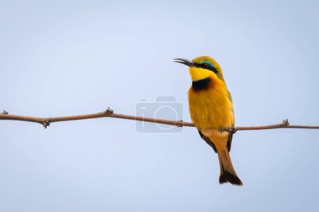 Little bee-eater opens beak on narrow branch