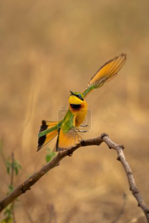 Little bee-eater taking off from curved branch