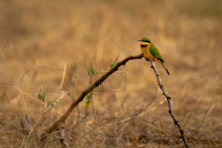 Little bee-eater on curved branch in savannah