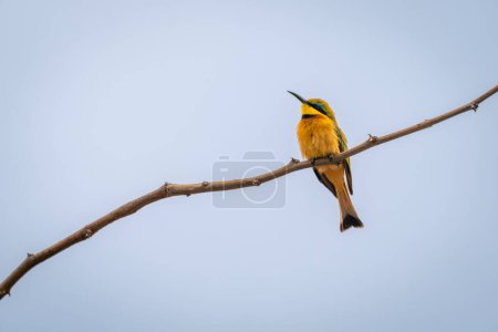 Little bee-eater on twig under blue sky