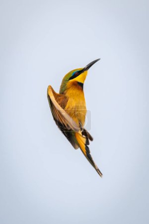 Little bee-eater flapping wings under blue sky