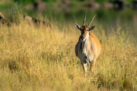 Male common eland standing in long grass
