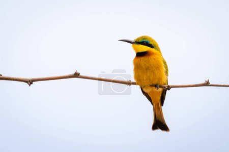 Little bee-eater turns head on narrow branch