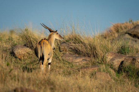 Foto de Male common eland se encuentra en la sabana rocosa - Imagen libre de derechos