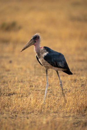 Marabou-Storch durchquert kurzes Gras in Savanne