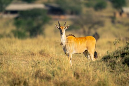 Male common eland stands near termite mound