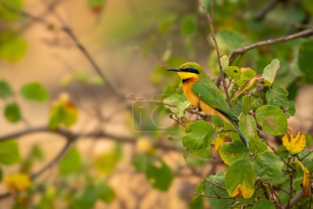 Little bee-eater watches camera from leafy bush