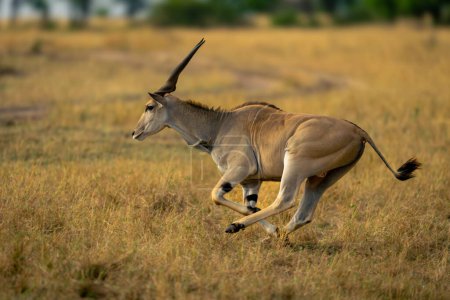 Male common eland crosses savannah near track