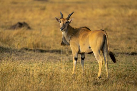 Male common eland stands in short grass