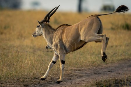 Male common eland jumps across dirt track