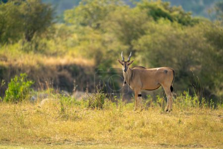 mâle commun eland stands regarder vers caméra