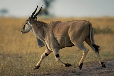 Foto de Hombre común eland galope a través de la pista de tierra - Imagen libre de derechos