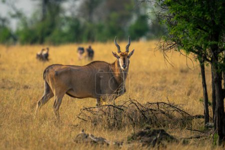 Male common eland stands turning to camera