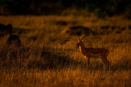 macho impala común se encuentra cerca de montículo herboso