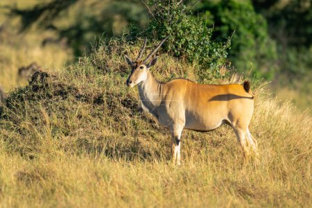 Male common eland stands by termite mound