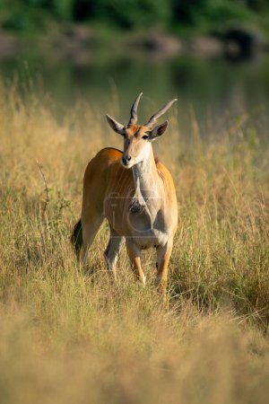 Male common eland stands in tall grass