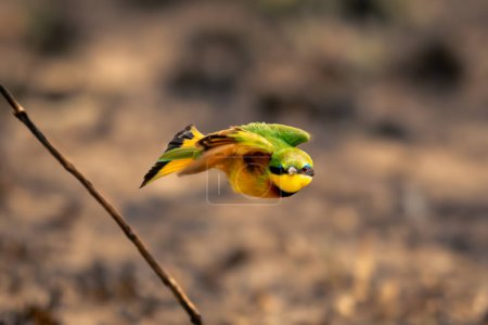 Little bee-eater flies towards camera near stick