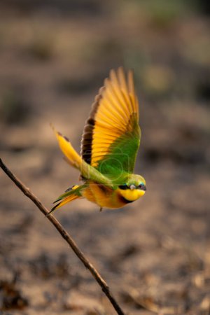 Little bee-eater flies towards camera near branch