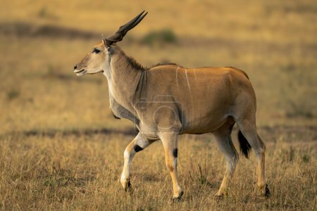 Male common eland walks across sunlit savannah