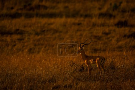 Male common impala stands in tall grass
