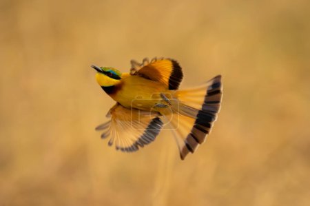 Little bee-eater flies twisting head in mid-air