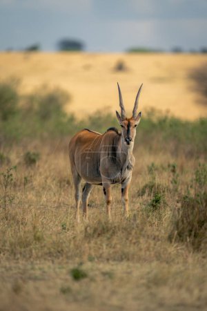 Male common eland stands looking at camera